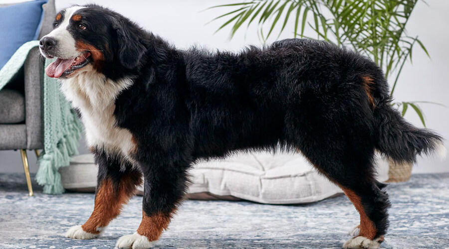 The Bernese Mountain Dog: A Large, Gentle Giant with a Sweet Temperament